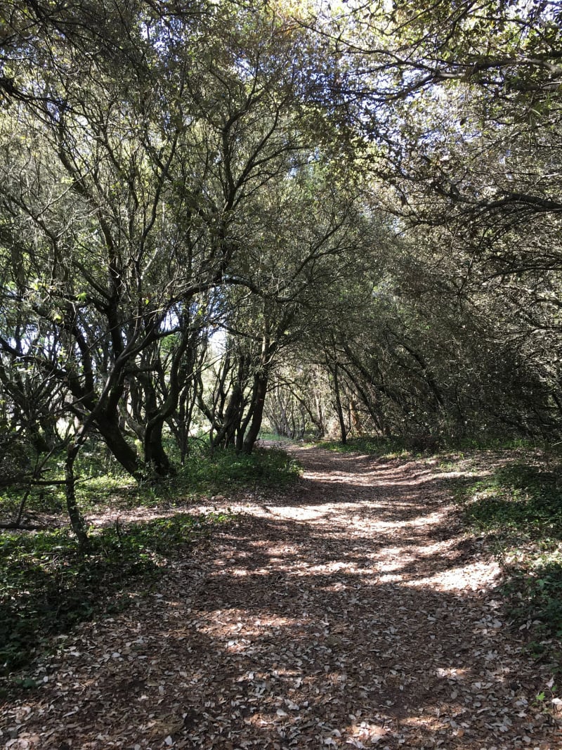 Entre forêt et plage - Les Sables-d'Olonne