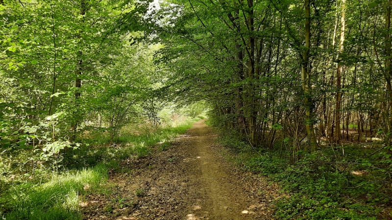 Balade Forêt de Saint-Amand - Saint-Amand-les-Eaux