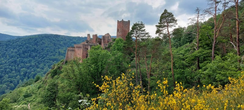 Ribeauvillé et ses 3 châteaux - Ribeauvillé