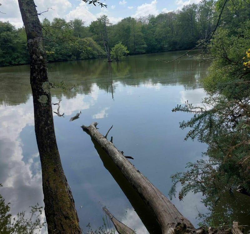 Balade escarpée entre forêt et champs - Vigneux-de-Bretagne
