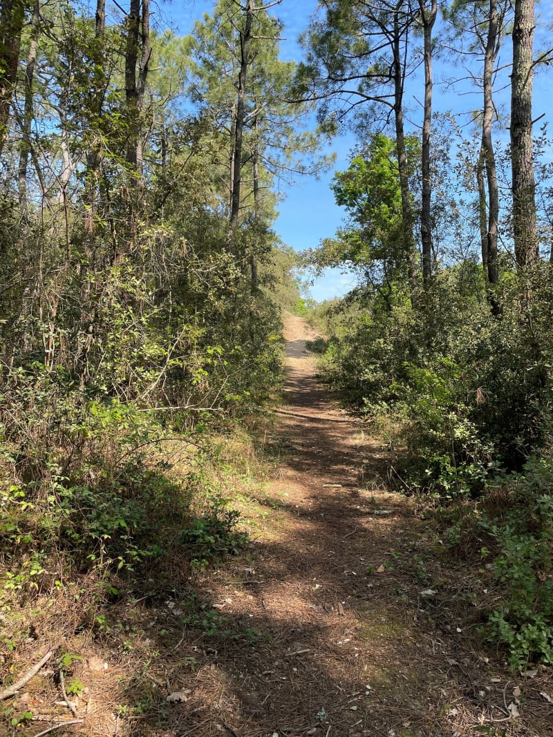 Wandeling in het bos van La Terrière. - Les Conches
