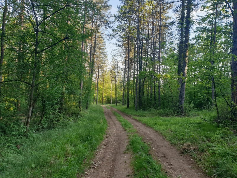 Promenade forestière - Selongey