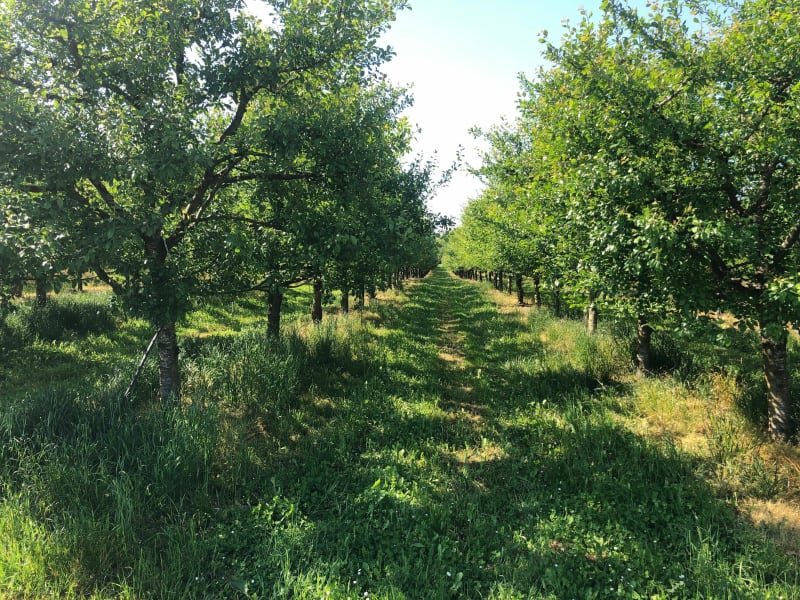 La balade des Vignes à Pardaillan - Pardaillan