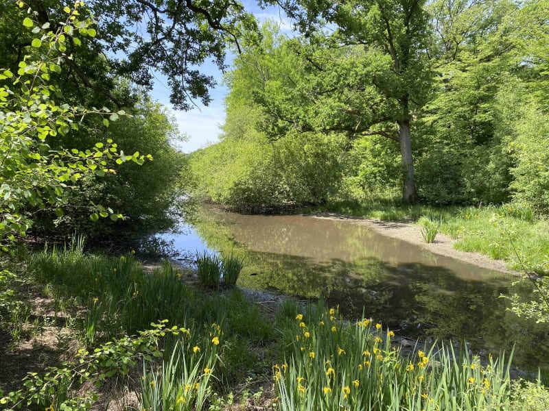Quiétude dans les bois de la Villeneuve - Rambouillet