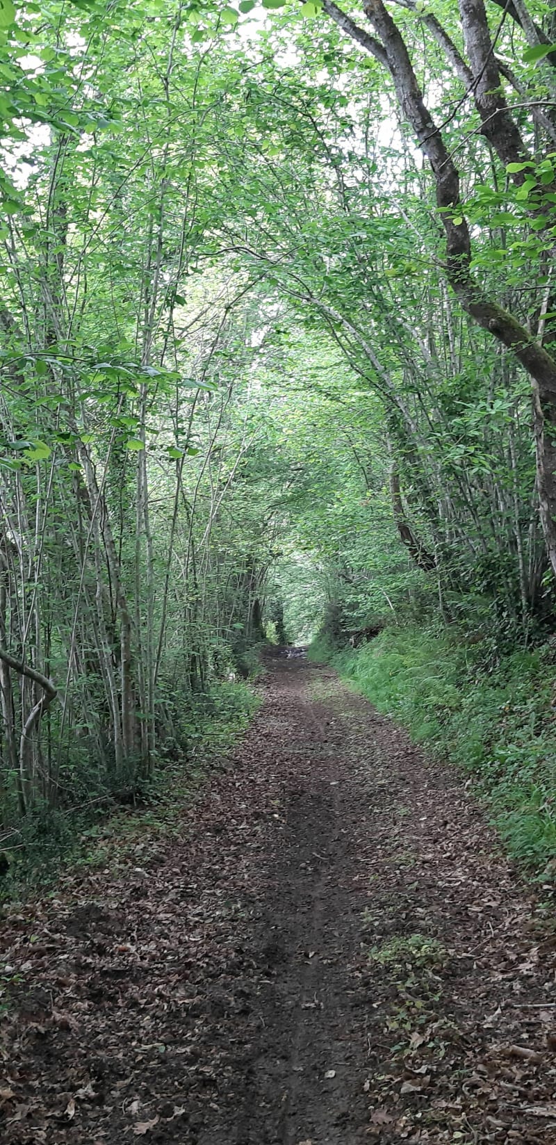 Sentier des crêtes de Rontignon - Rontignon