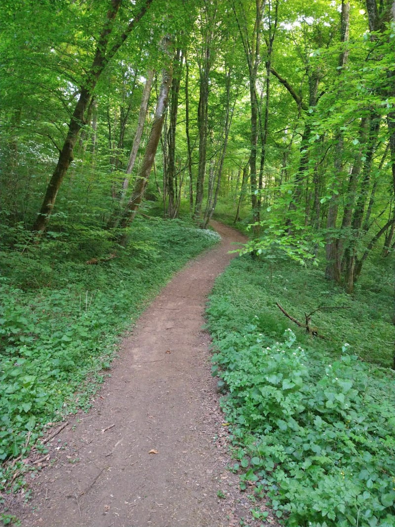 Le bois de Chadelle (rond vert) - Longwy