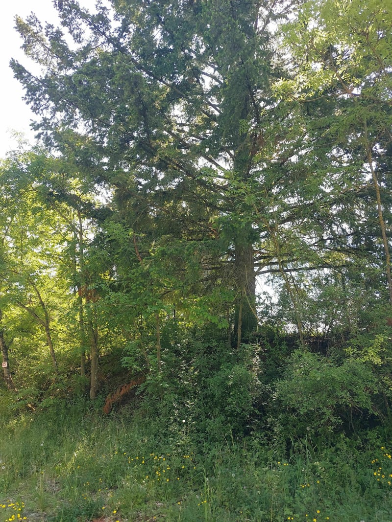 Belle balade au cœur de la Saulx - Fouchères-aux-Bois