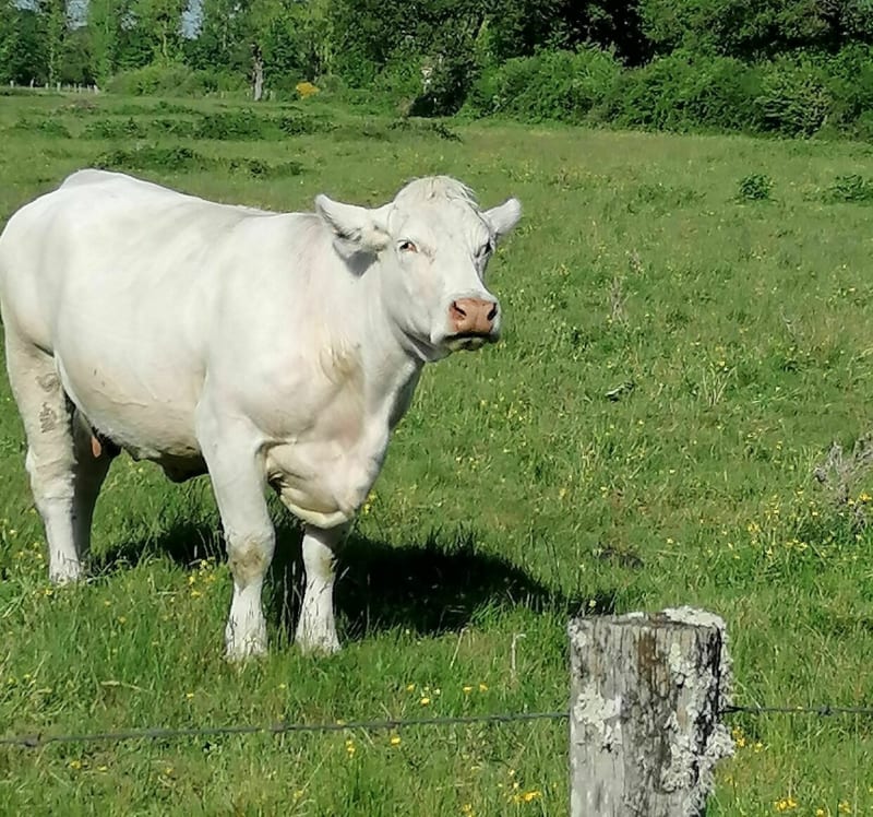 Belle balade dans les bois de Saint-Laurent-des-Eaux - Saint-Laurent-Nouan