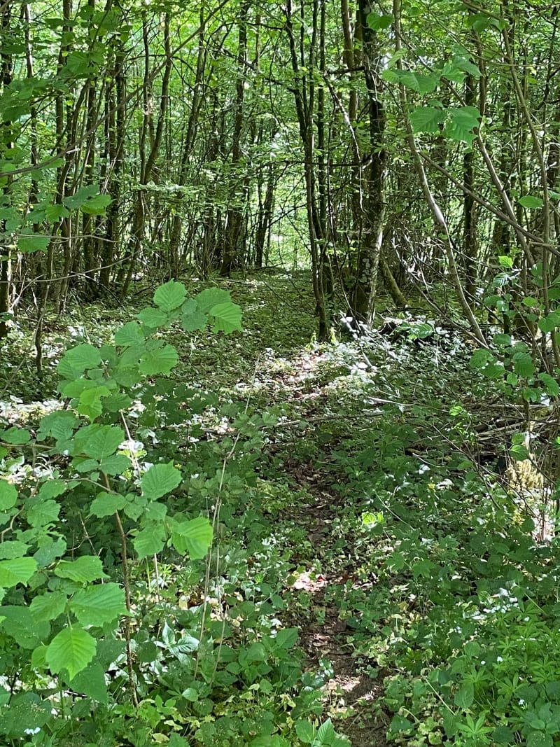 Promenade au Bois de Thil - Thil