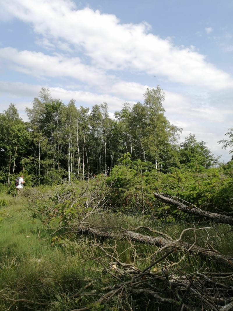Entre le col de la Luère et la Croix du Ban en forêt - Pollionnay