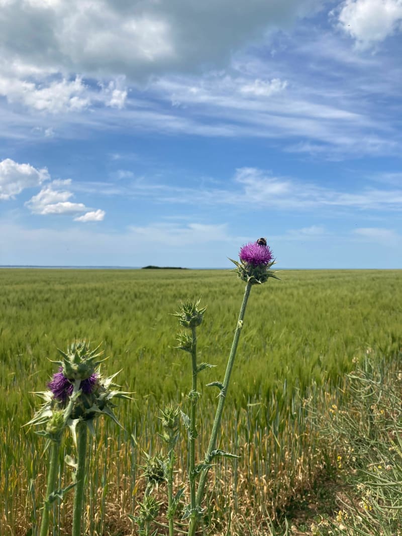 Les falaises du pertuis breton - Nieul-sur-Mer