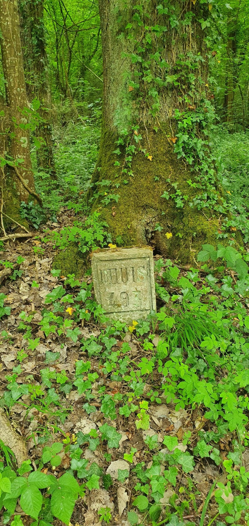 Serpenter entre bois et bords de Marne - Saâcy-sur-Marne