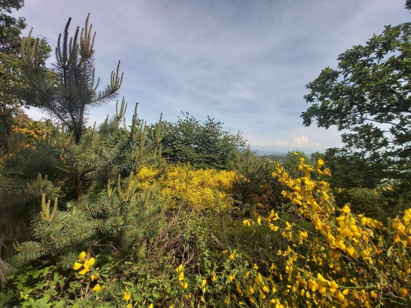 Madone bonloculienne et forêts ardéchoises - Saint-Clair