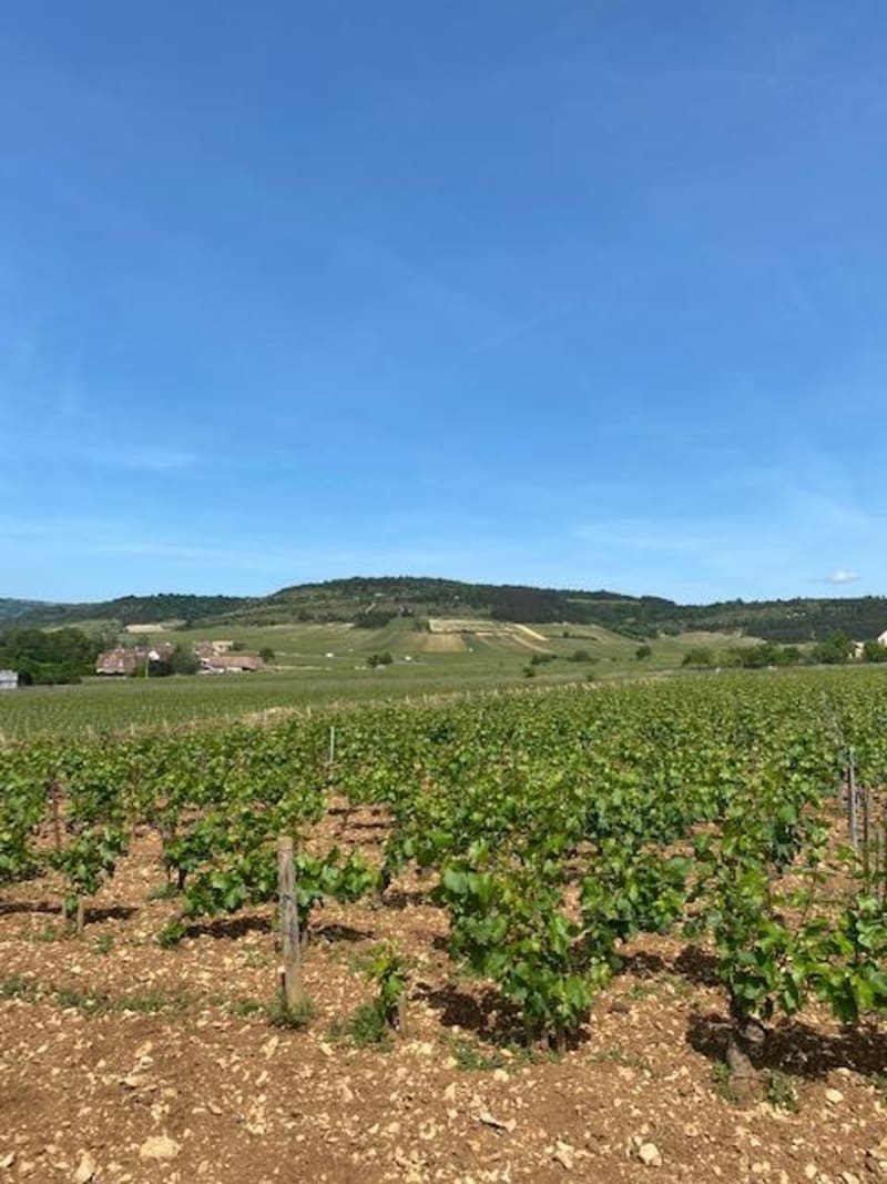 Sentiers viticoles et pinèdes parfumées - Meursault