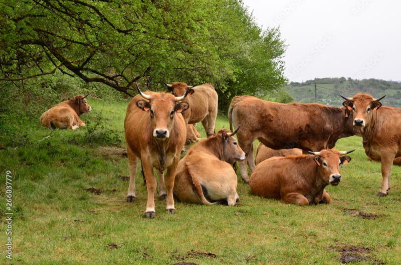 La ronde des hameaux - Montaigu-de-Quercy