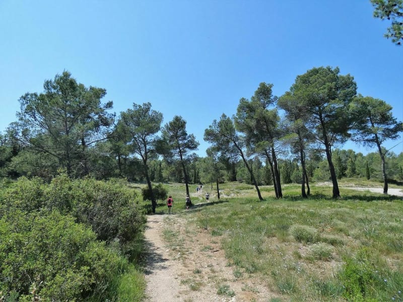 Randonnée forestière à Saint-Clément-de-Rivière - Saint-Clément-de-Rivière