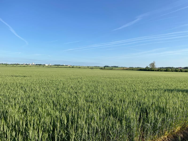 Een korte wandeling in de Périseaux - Vendeville