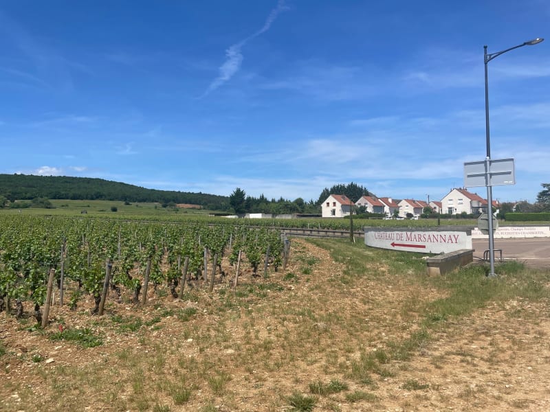 Ballade au milieu des vignes et des combes - Marsannay-la-Côte