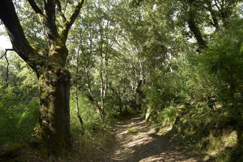 Entre le Bois de la Roche et le Bois de Leuse à VTT - Royan