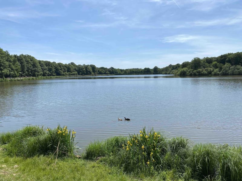Virée en forêt et visite aux carpistes de l'étang de la Tour à Rambouillet - Rambouillet