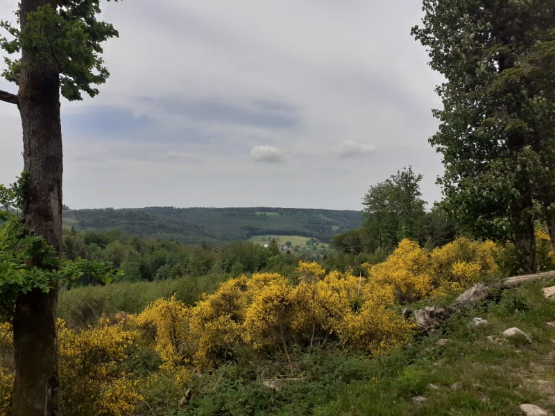 Randonnée forestière dans le Haut de Menaumont - Granges-Aumontzey