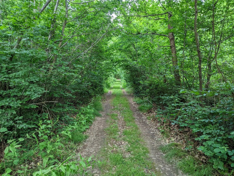 Ondergroei rond Dracy St Loup - Dracy-Saint-Loup