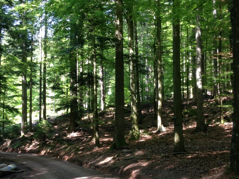 Le Hohwald Le Champ du Feu Le Hohwald - Le Hohwald
