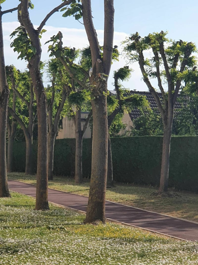 Marche au bois des Eboulures - Montigny-lès-Cormeilles