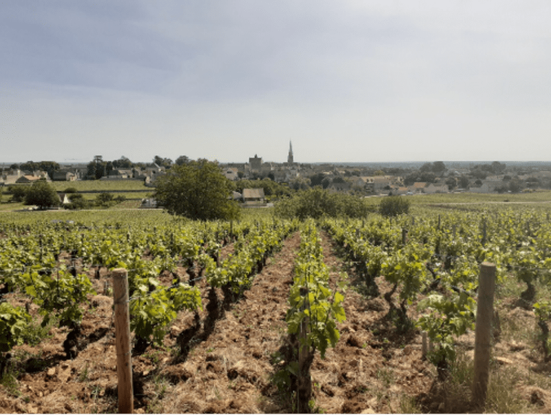 Meursault : par monts et parcours en immersion dans les vignes - Meursault