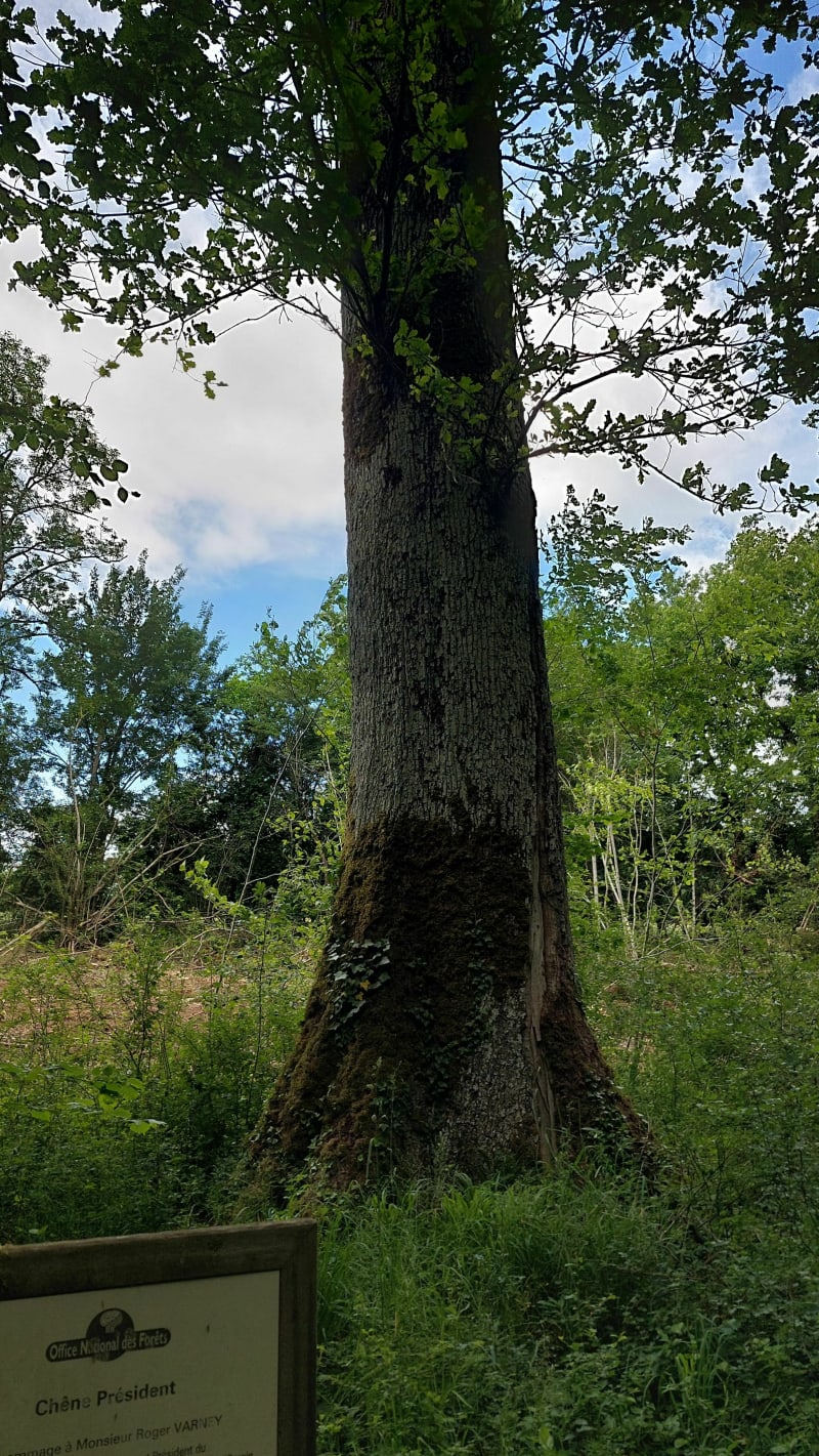 Petit aller retour dans la foret - Fouchères-aux-Bois