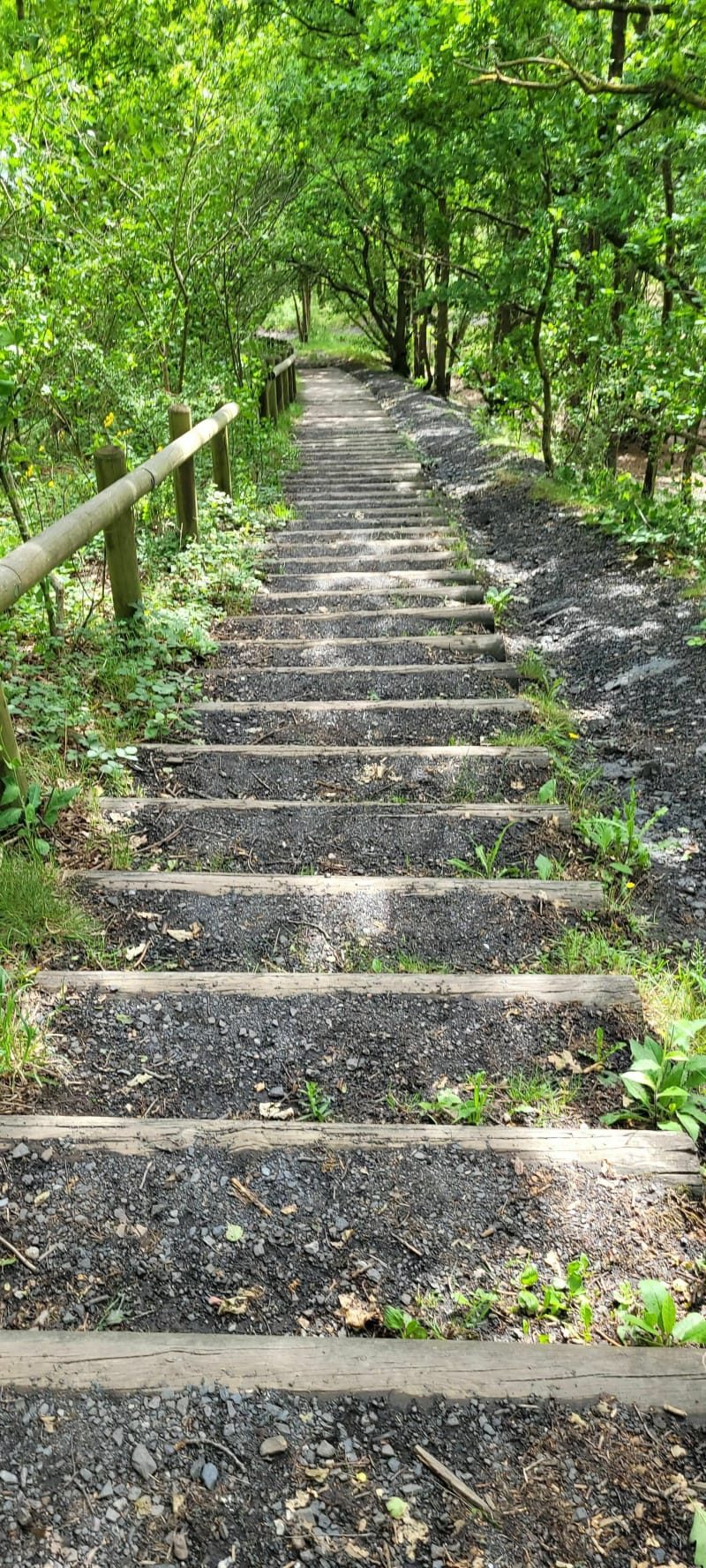 Bois de l'offlarde - Leforest