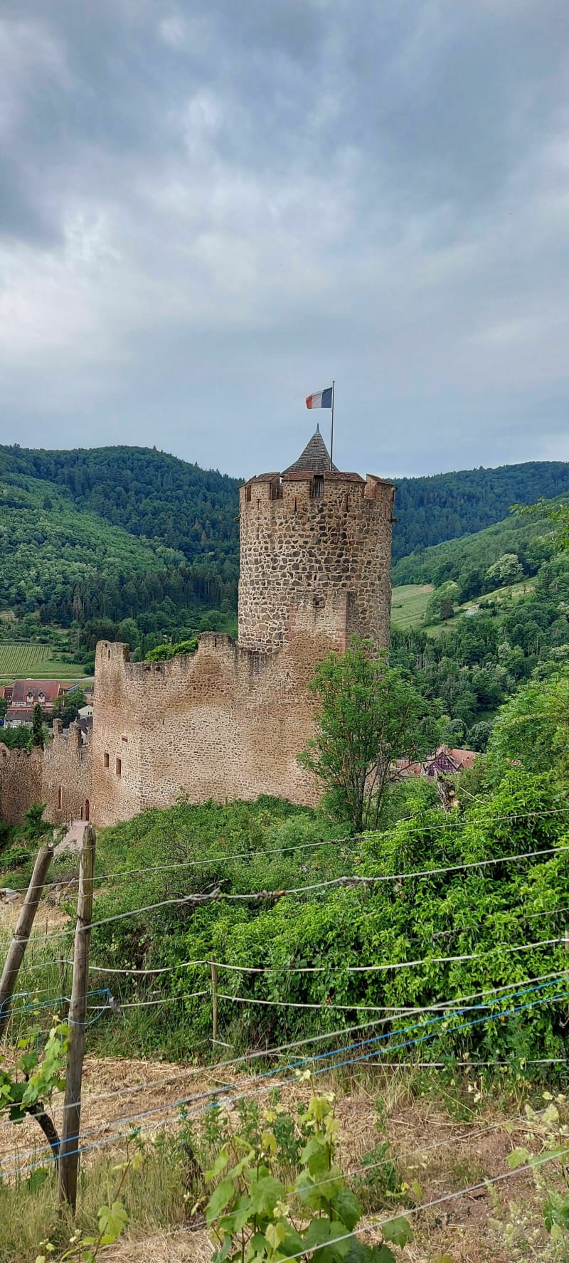 Le château de Kaysersberg - Kaysersberg