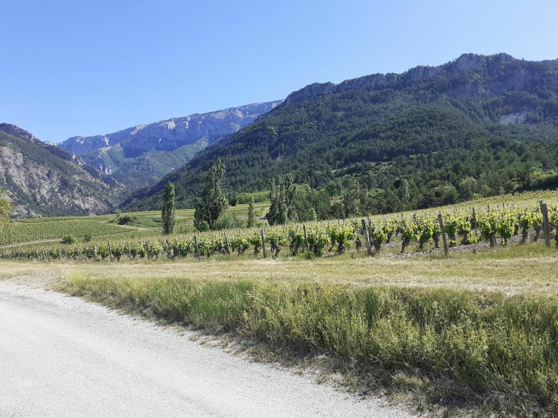 Balade dans les vignes. - Recoubeau