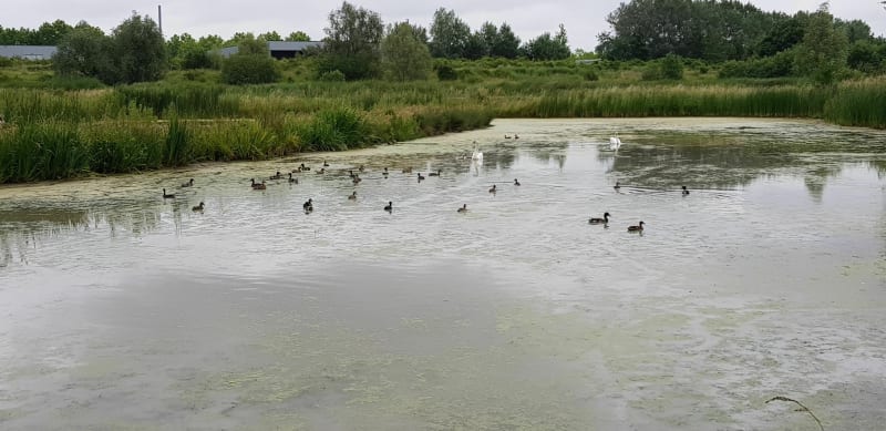 Balade au Bois de Florimond - Fouquières-lès-Lens