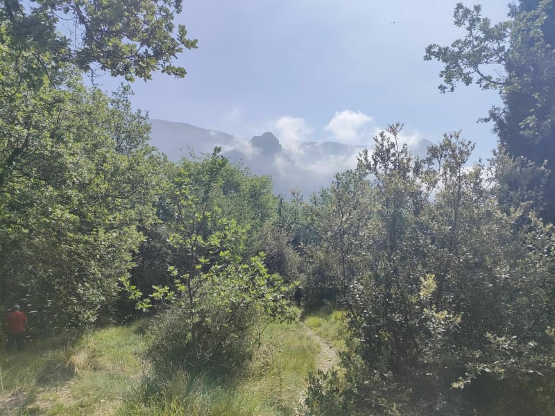 Promenade dans la forêt de l'ubac à Monti - Menton