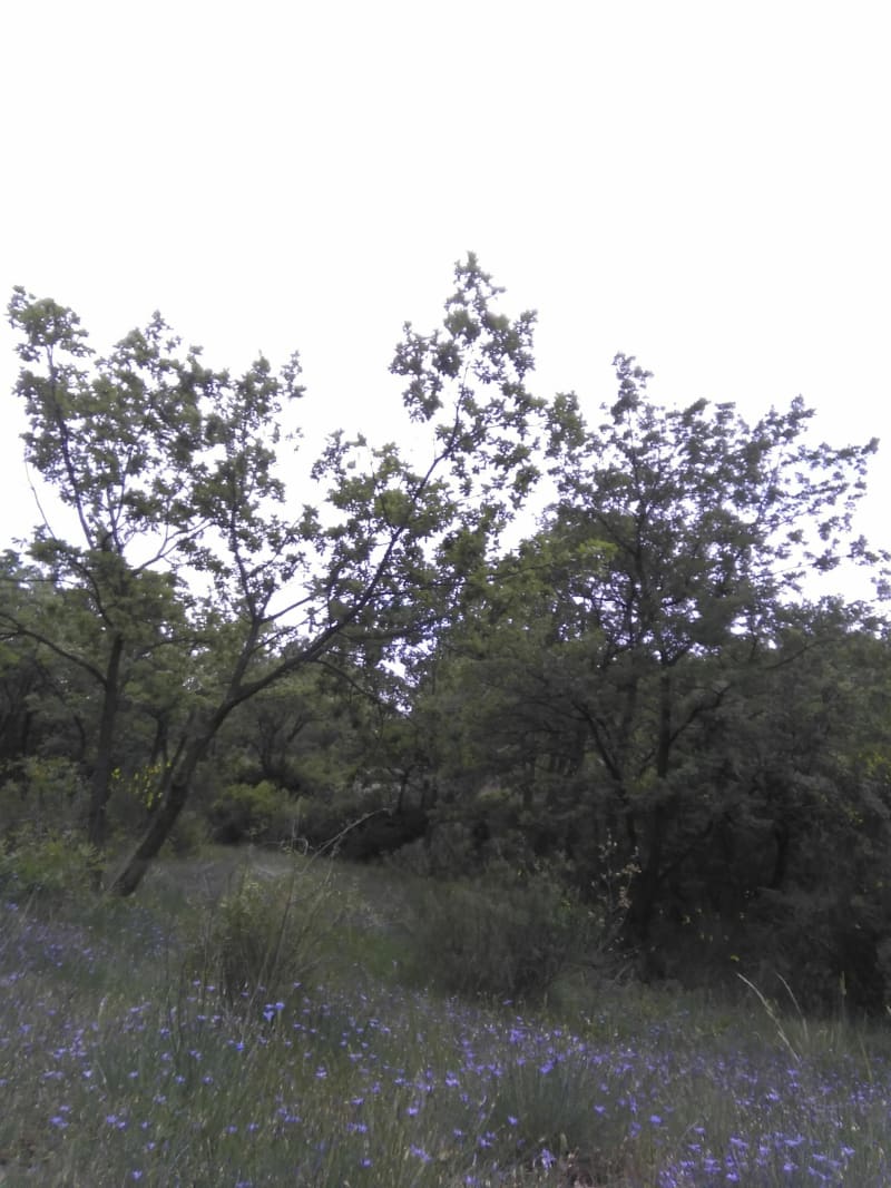 Belle balade en forêt de Gréasque par les singles à 90 % - Gréasque