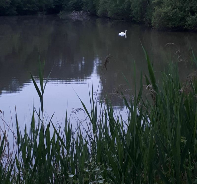 Parcours en forêt à Chilleurs aux Bois - Chilleurs-aux-Bois