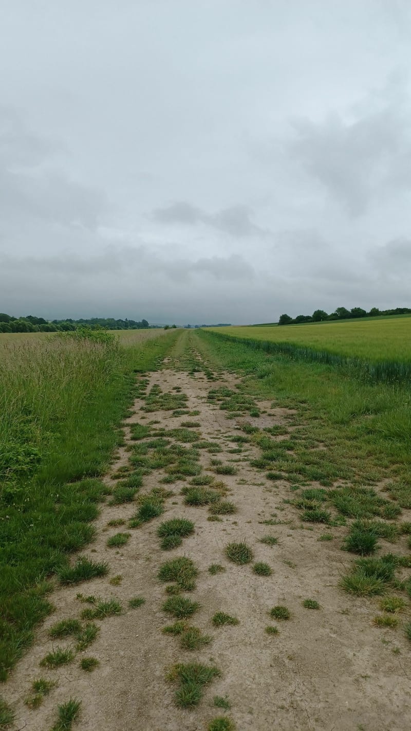 Bois de Coulvagny - Aulnay-l'Aître