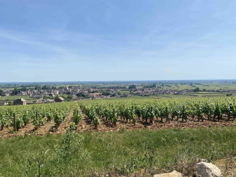 Excursion exquise à VTT sur la route des Grands Crus - Meursault