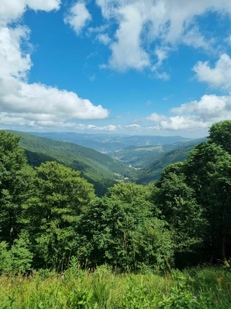 Balade dans la forêt du Lauchen - Linthal