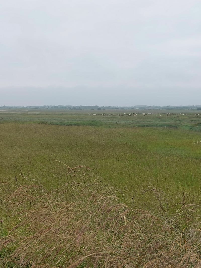 Entre terre et mer - Blainville-sur-Mer