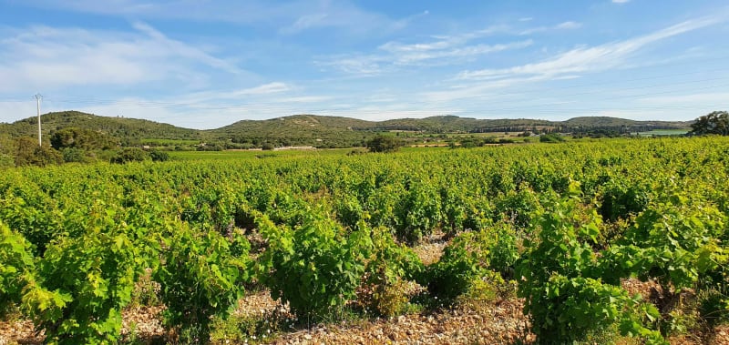Les vignobles du muscat de Frontignan entre mer et garrigue - Frontignan