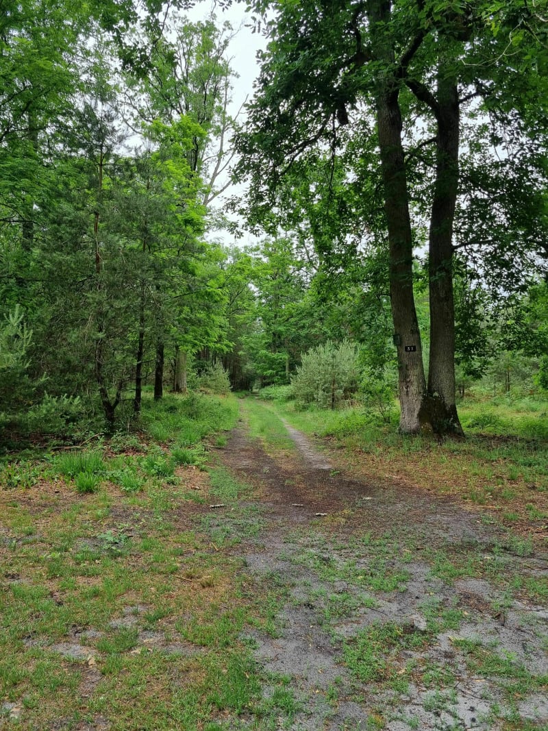 Mont Avon - Fontainebleau