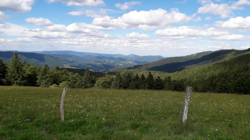 Arbre liberté - Sainte-Marie-aux-Mines
