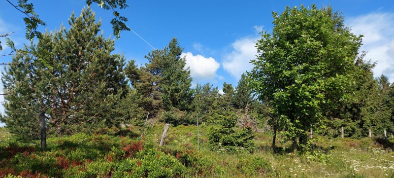 De Pairis aux hautes Huttes - Orbey