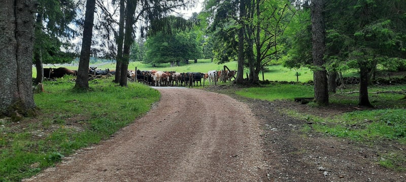 Balade des hôpitaux-neufs à Entre-Les-Fourg par Suisse - Saint Antoine