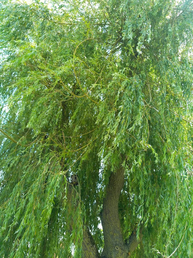 Beugin - Beugin