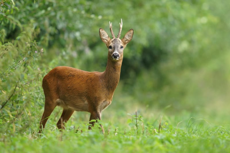 Dans le Bois du Roi depuis Héricourt - Héricourt