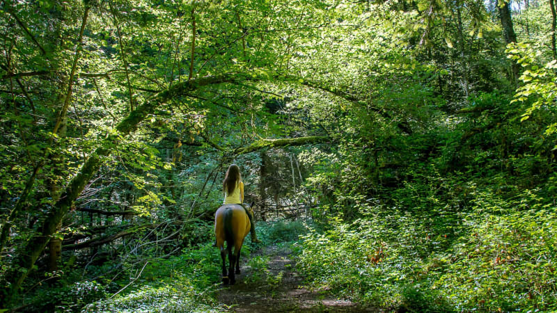 Balade à pied Bois de Glaize - Traize