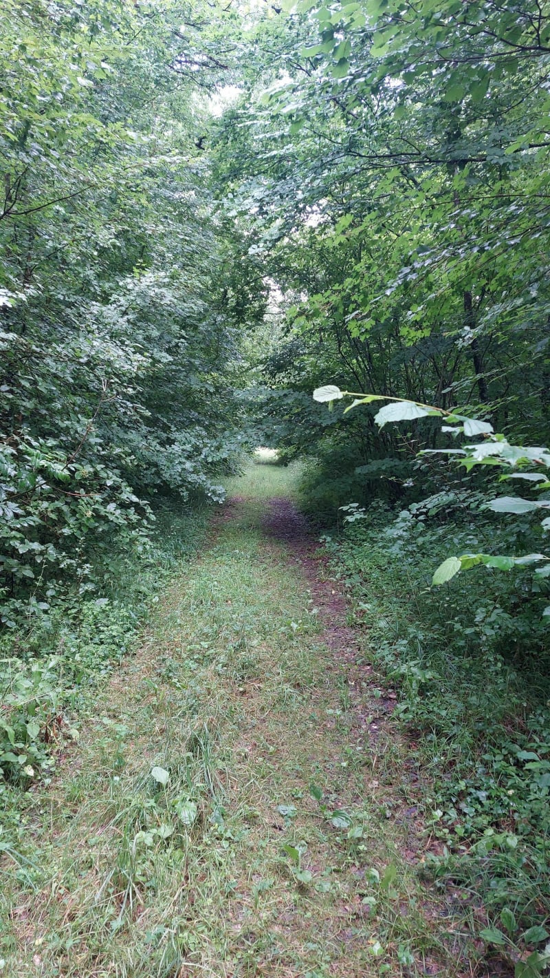 Balade nature dans la forêt de Ligny-en-Barrois - Fouchères-aux-Bois